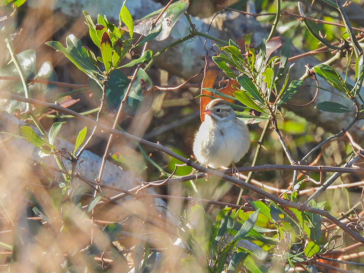 Clay-colored Sparrow - ML645417707