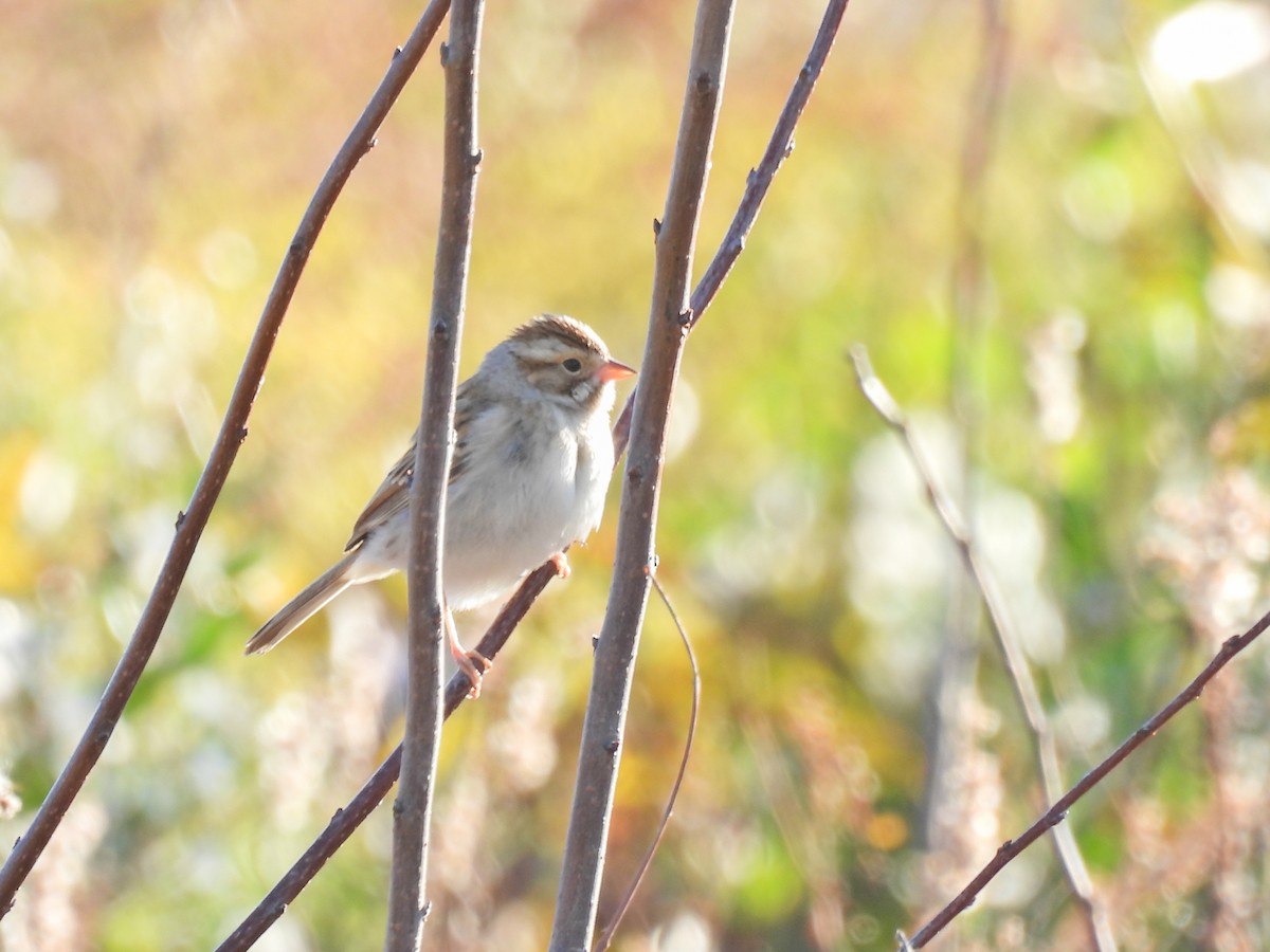 Clay-colored Sparrow - ML645417708