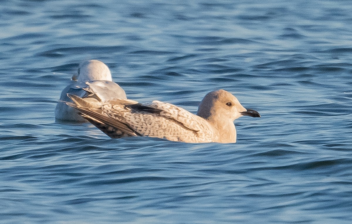 Iceland Gull (Thayer's) - ML645417715