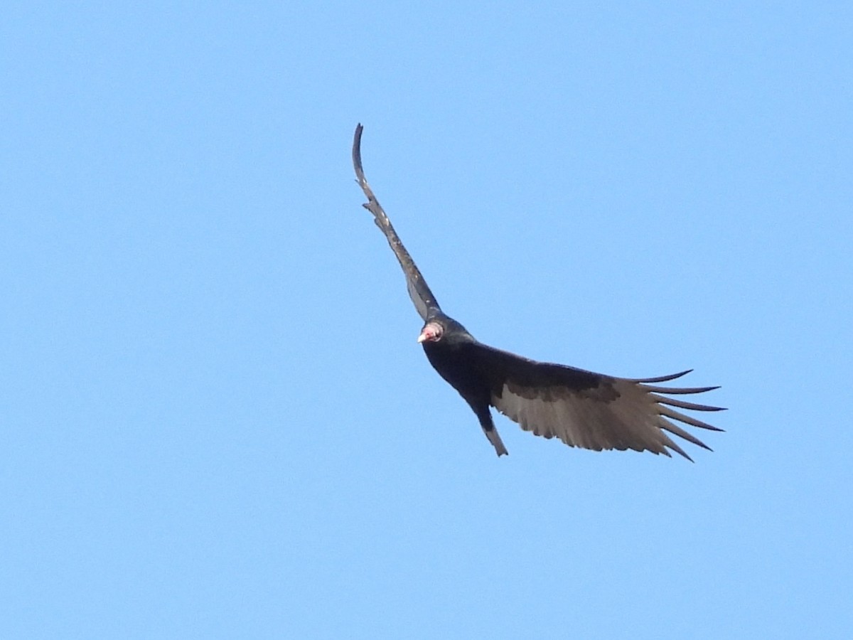 Turkey Vulture - ML645417716