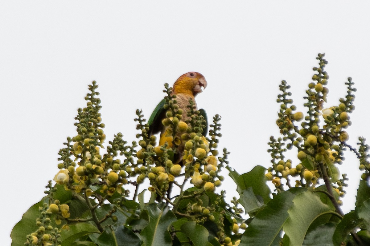 White-bellied Parrot - ML645417725