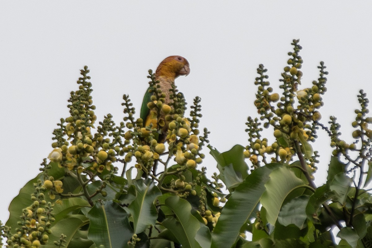 White-bellied Parrot - ML645417727