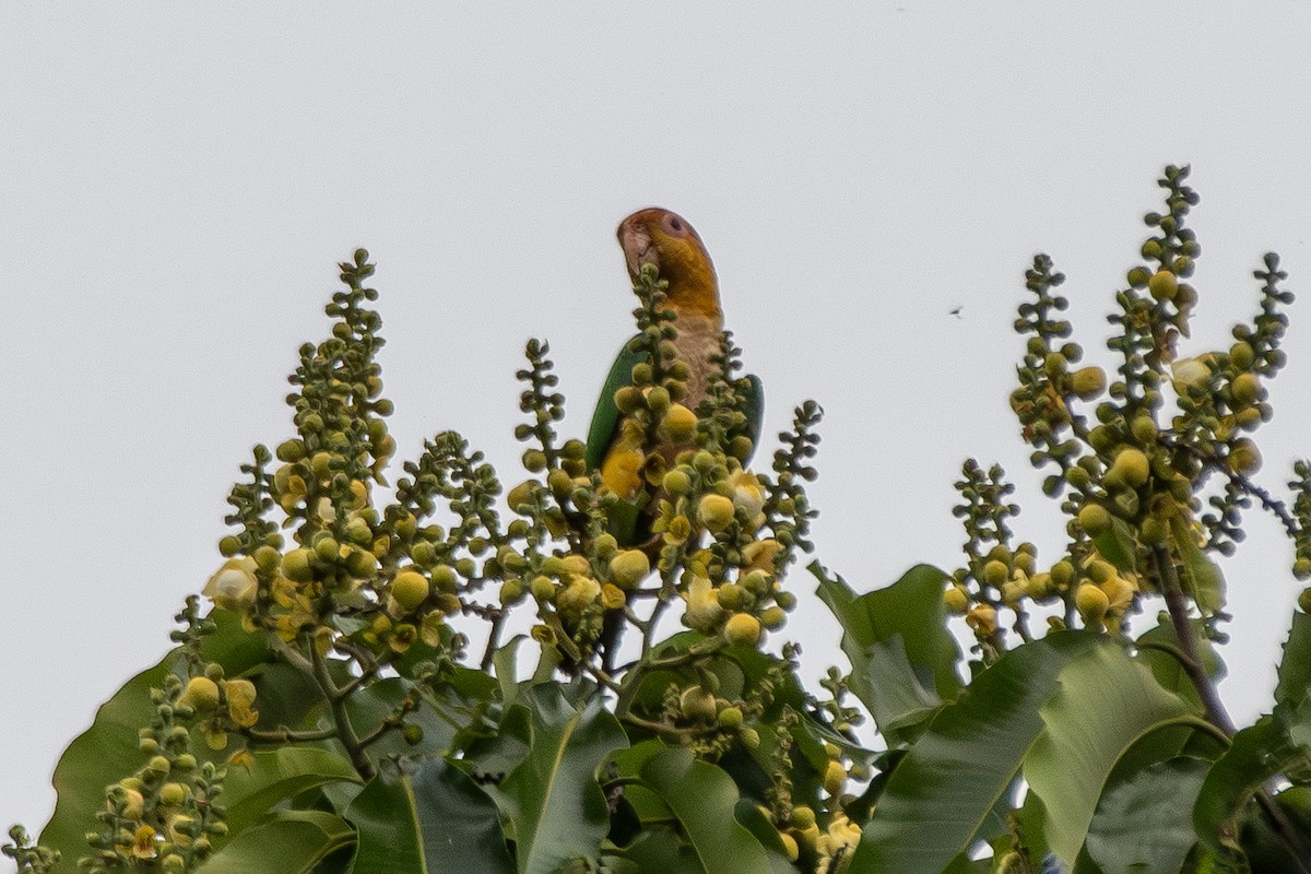 White-bellied Parrot - ML645417728