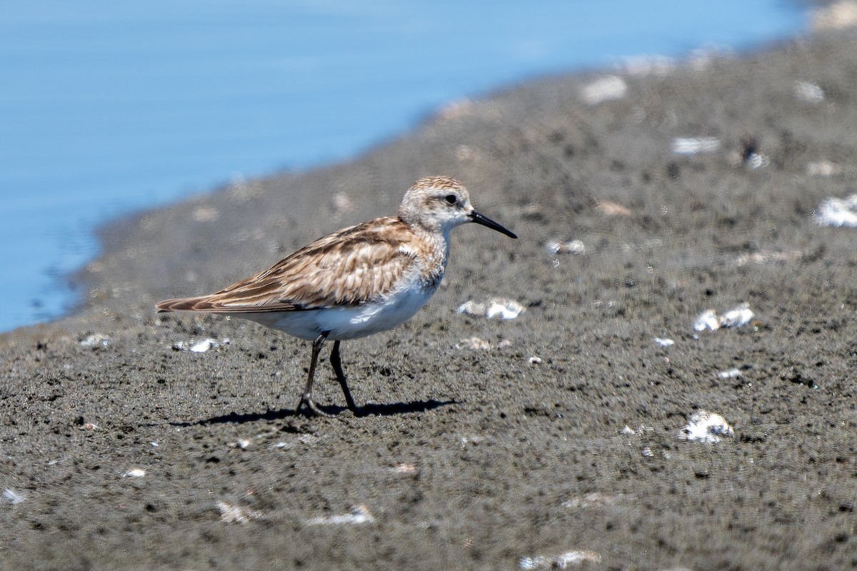 Baird txirria - ML645417730