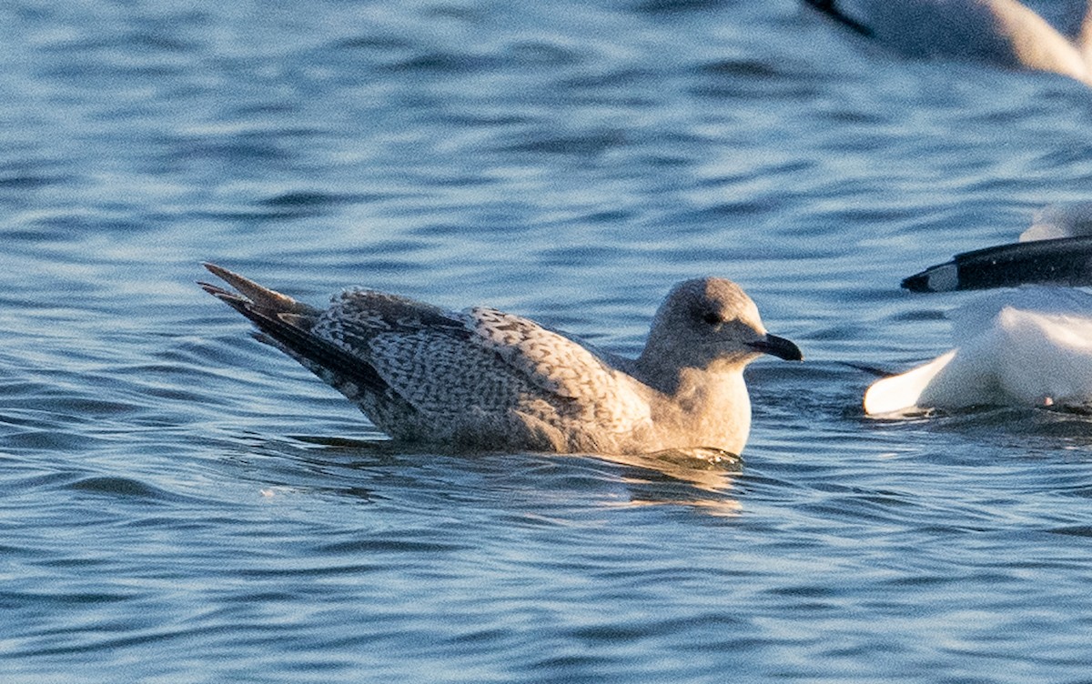 Iceland Gull (Thayer's) - ML645417731