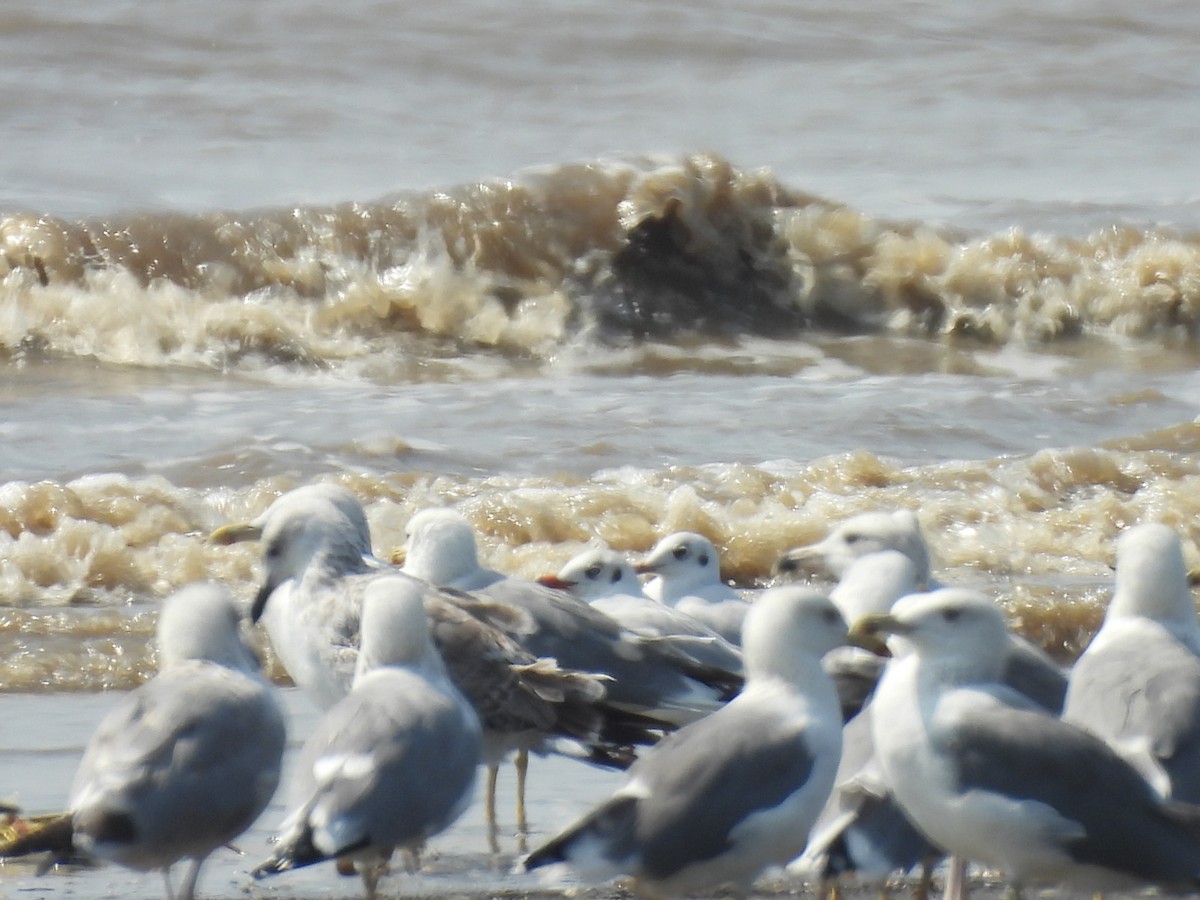 Antxeta tibetarra - ML645417732