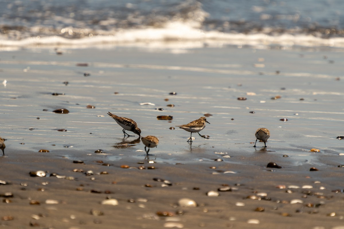 Baird txirria - ML645417733