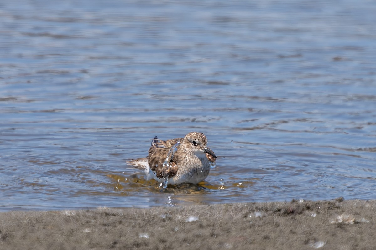 Baird txirria - ML645417734