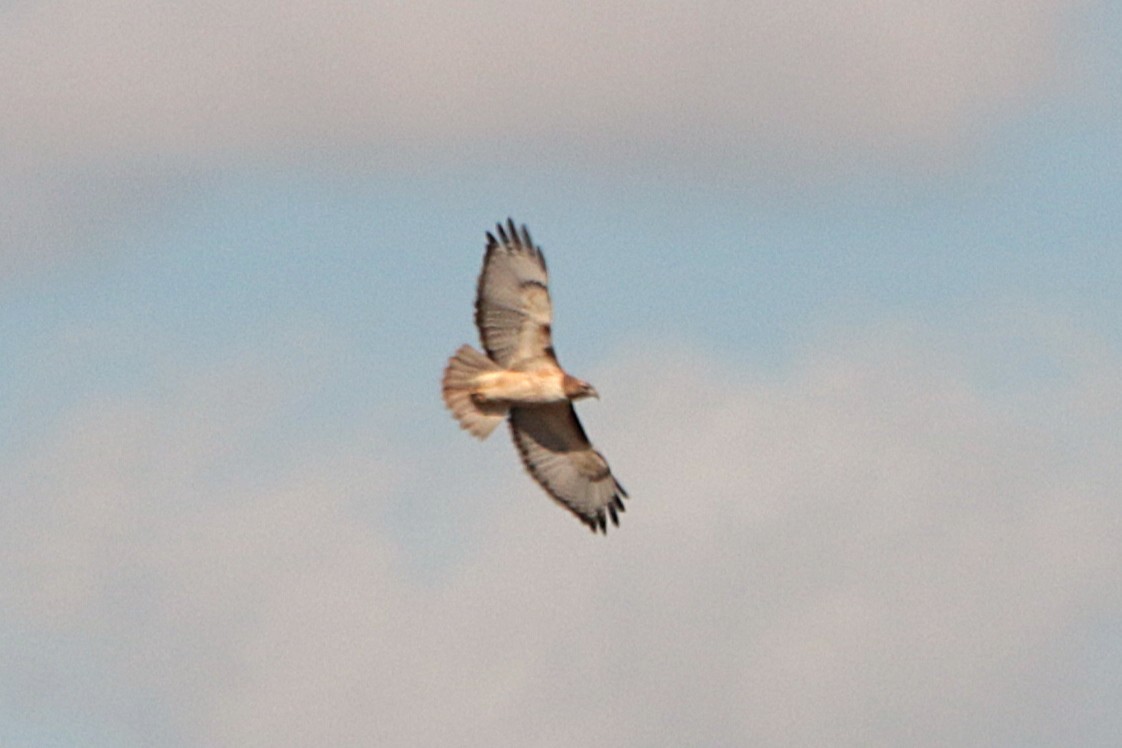 Zapelatz buztangorria - ML645417741