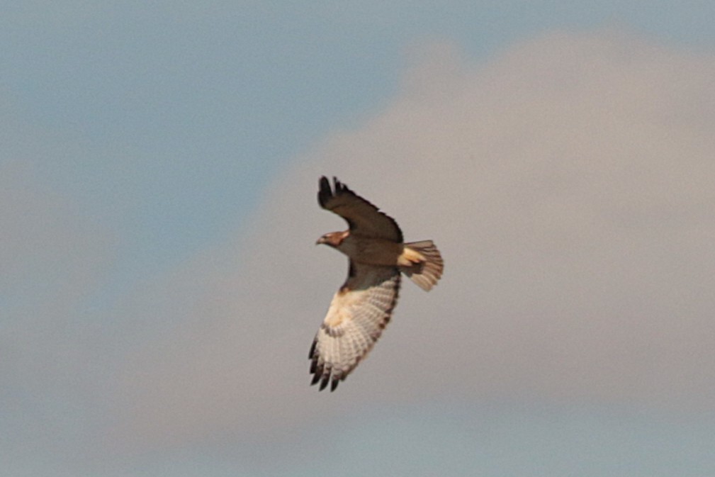 Zapelatz buztangorria - ML645417742