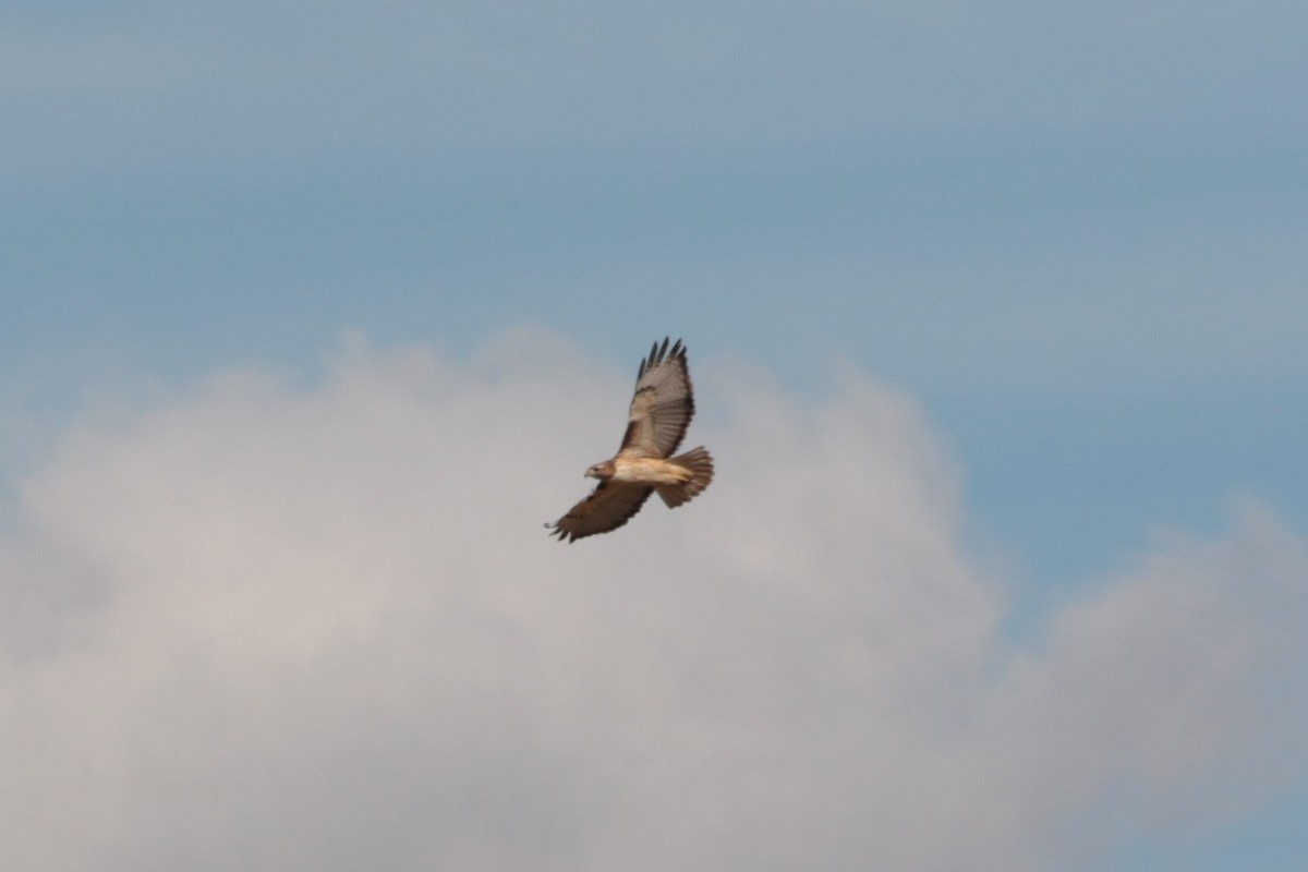 Zapelatz buztangorria - ML645417743