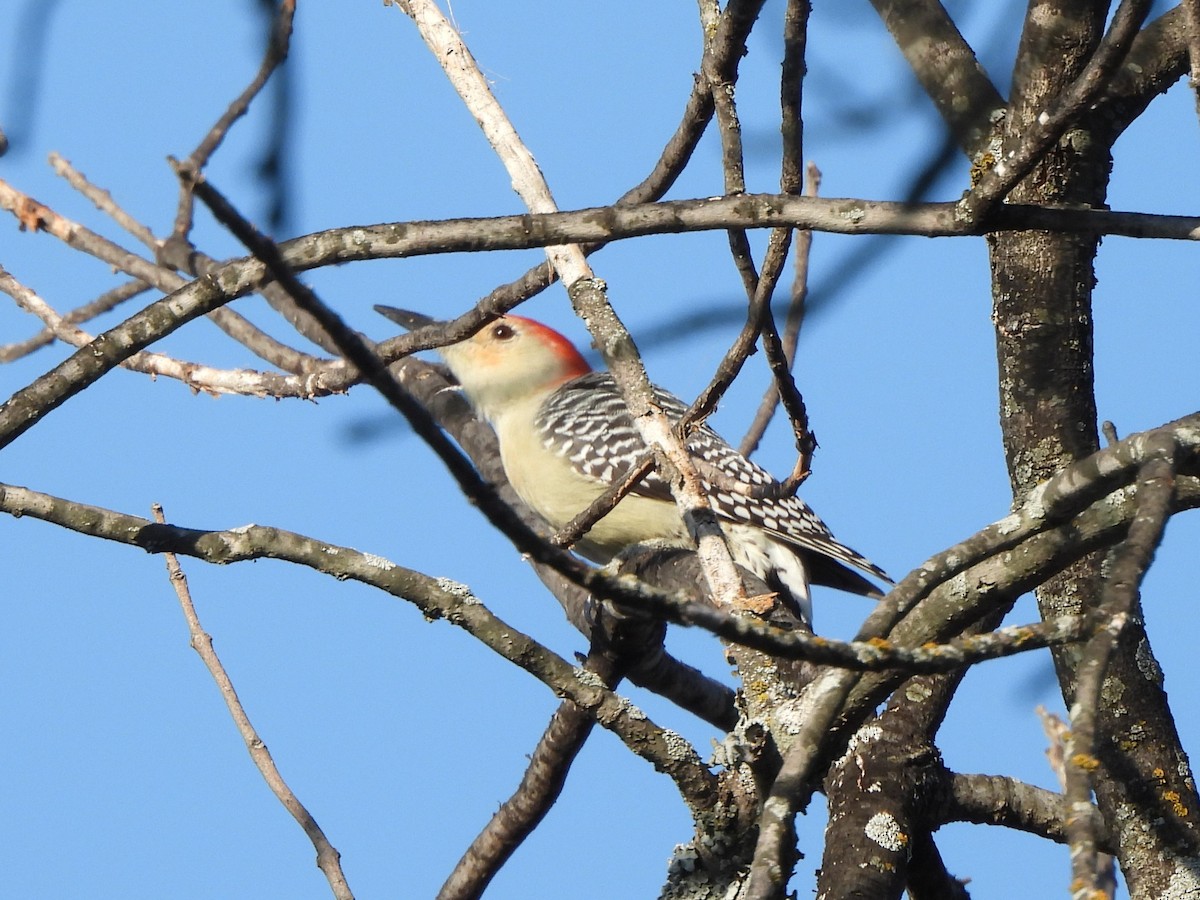 Red-bellied Woodpecker - ML645417744