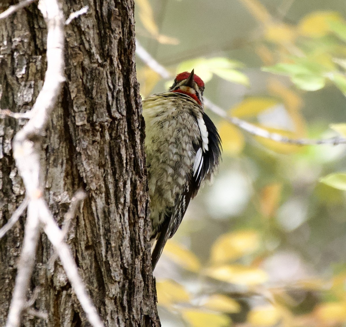 Red-naped Sapsucker - ML645417745