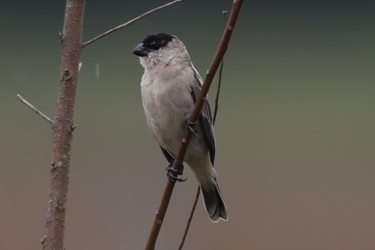 Pearly-bellied Seedeater - ML645417746