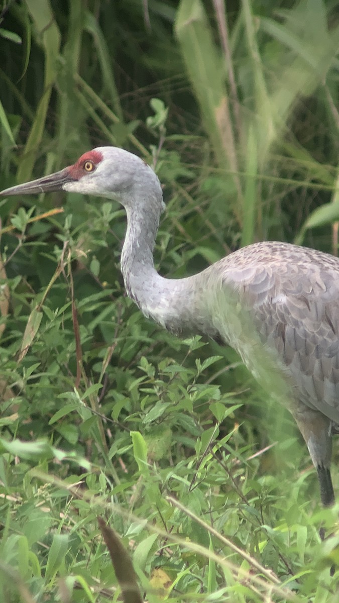 Grue du Canada - ML645417749