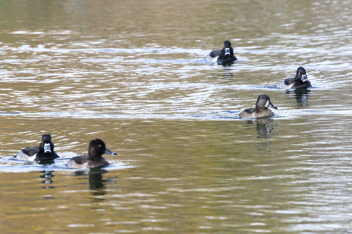 Murgilari lepokoduna - ML645417750