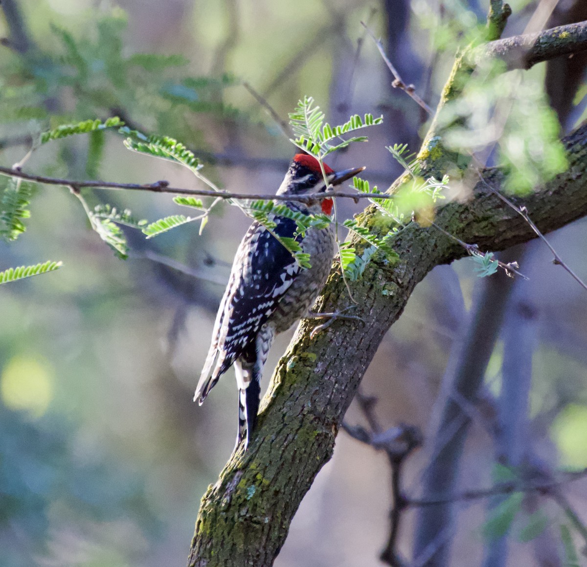 Red-naped Sapsucker - ML645417751