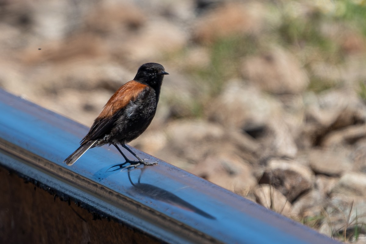 Austral Negrito - ML645417754