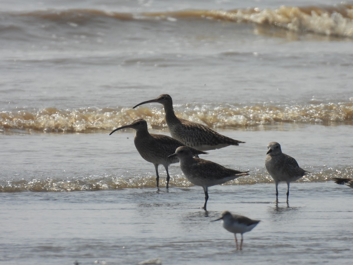 Kurlinta bekainduna - ML645417755