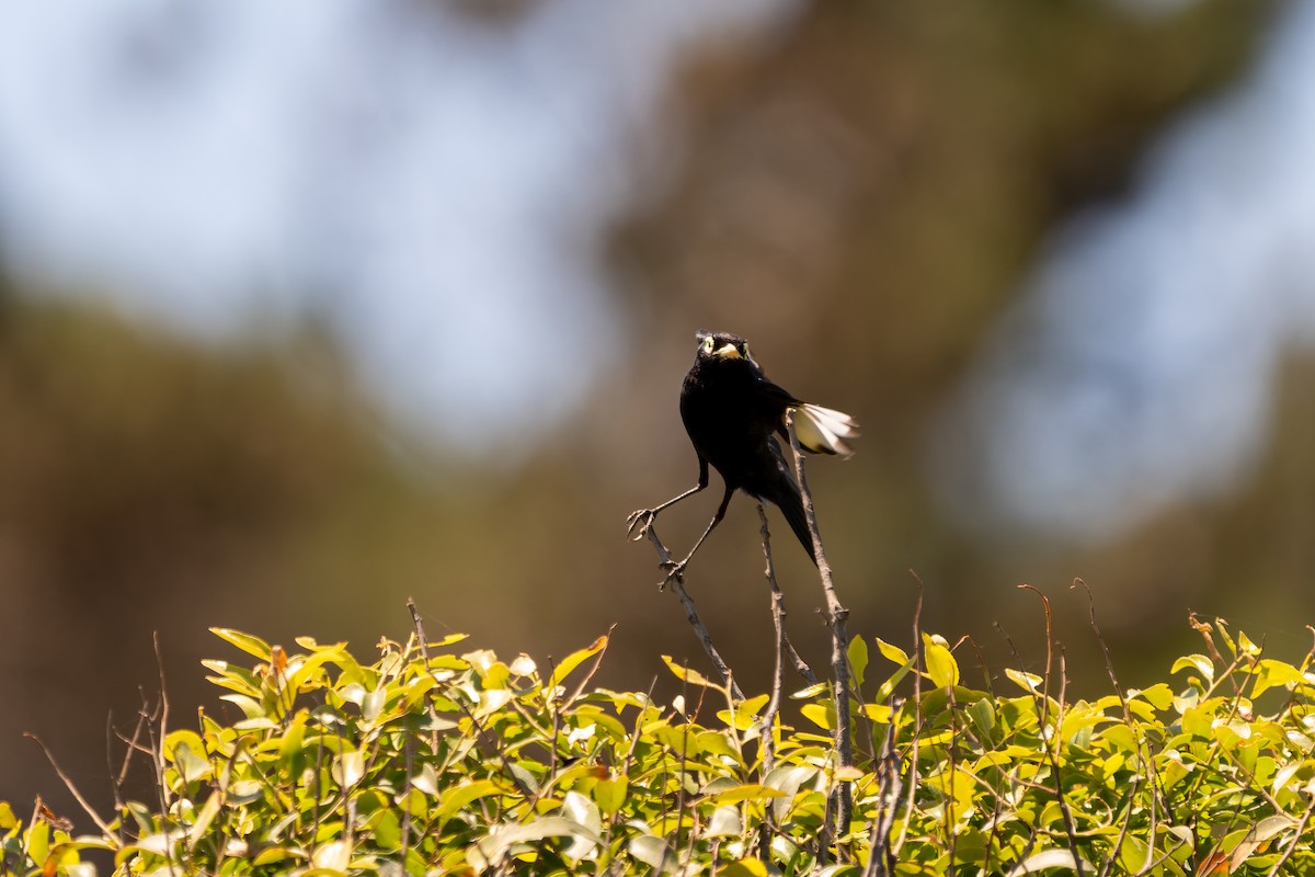 Spectacled Tyrant - ML645417756