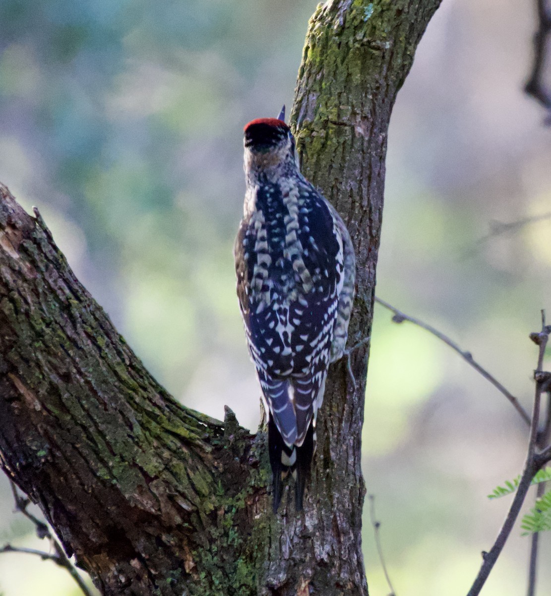 Red-naped Sapsucker - ML645417757