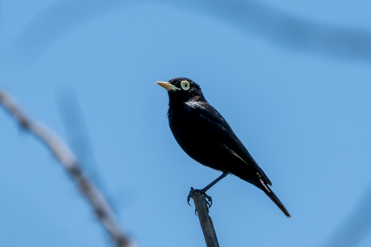 Spectacled Tyrant - ML645417758