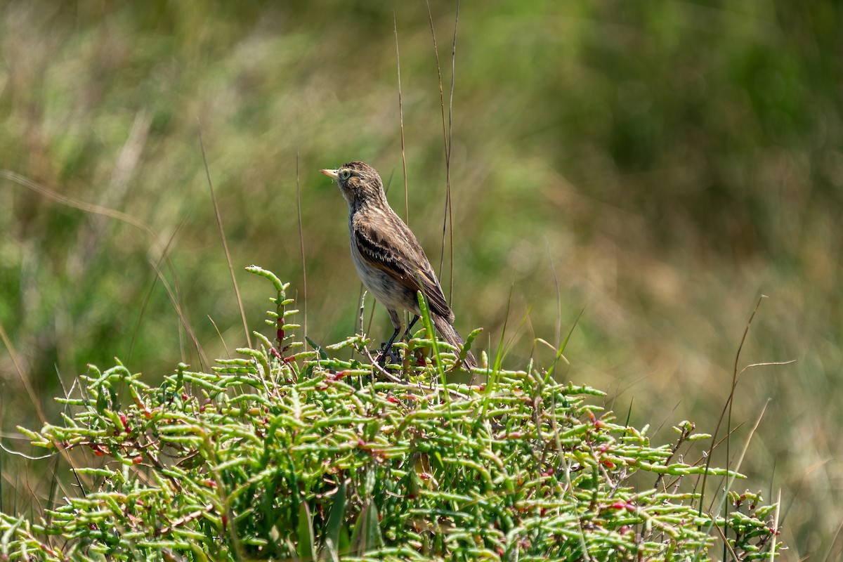 Spectacled Tyrant - ML645417759