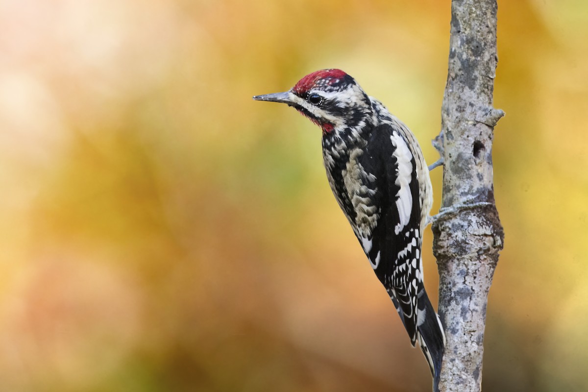 Yellow-bellied Sapsucker - ML645417761