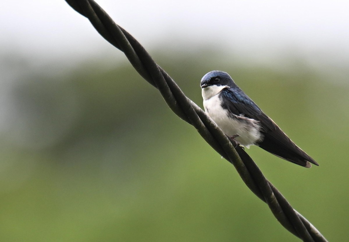 Blue-and-white Swallow - ML645417762