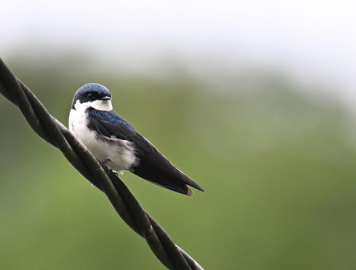 Blue-and-white Swallow - ML645417763