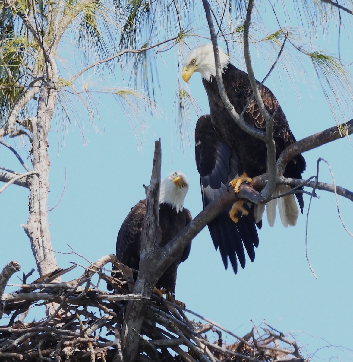 Itsas arrano buruzuria - ML645417764