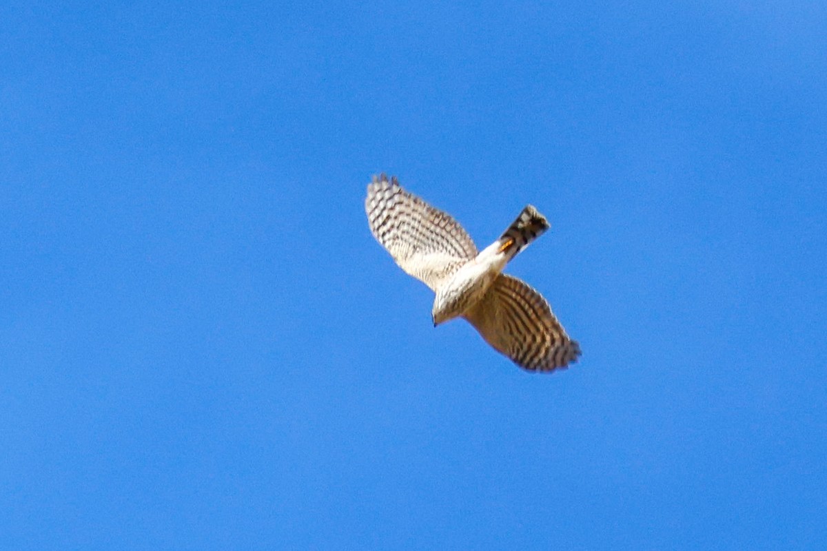 Sharp-shinned Hawk - ML645417766