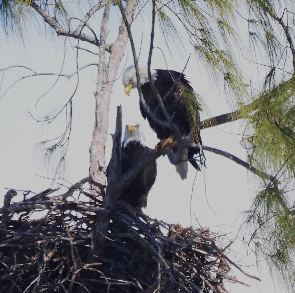 Itsas arrano buruzuria - ML645417767