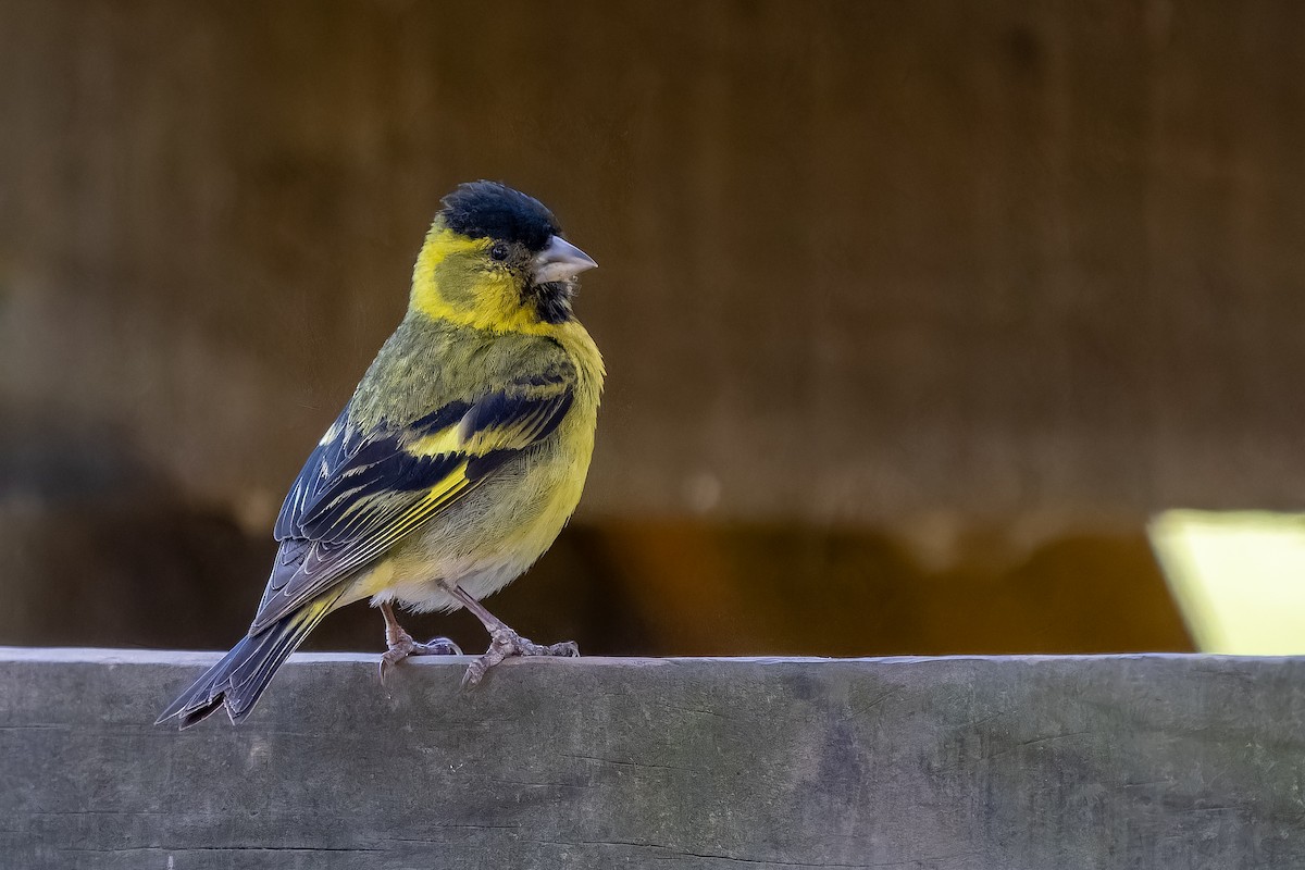 Black-chinned Siskin - ML645417769