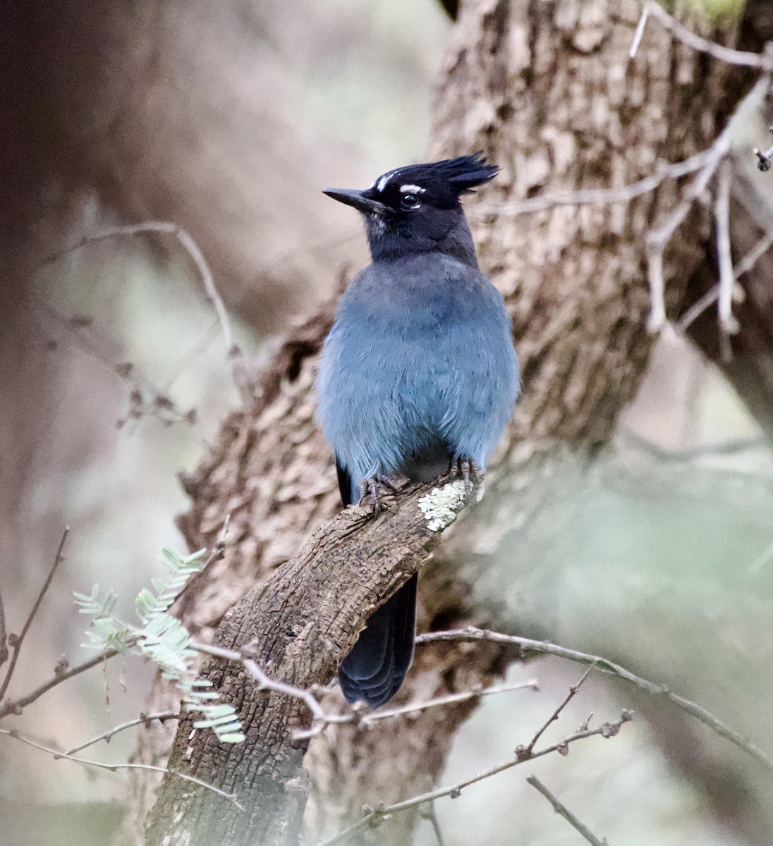 Steller's Jay - ML645417770