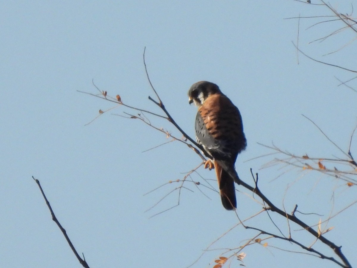 American Kestrel - ML645417775