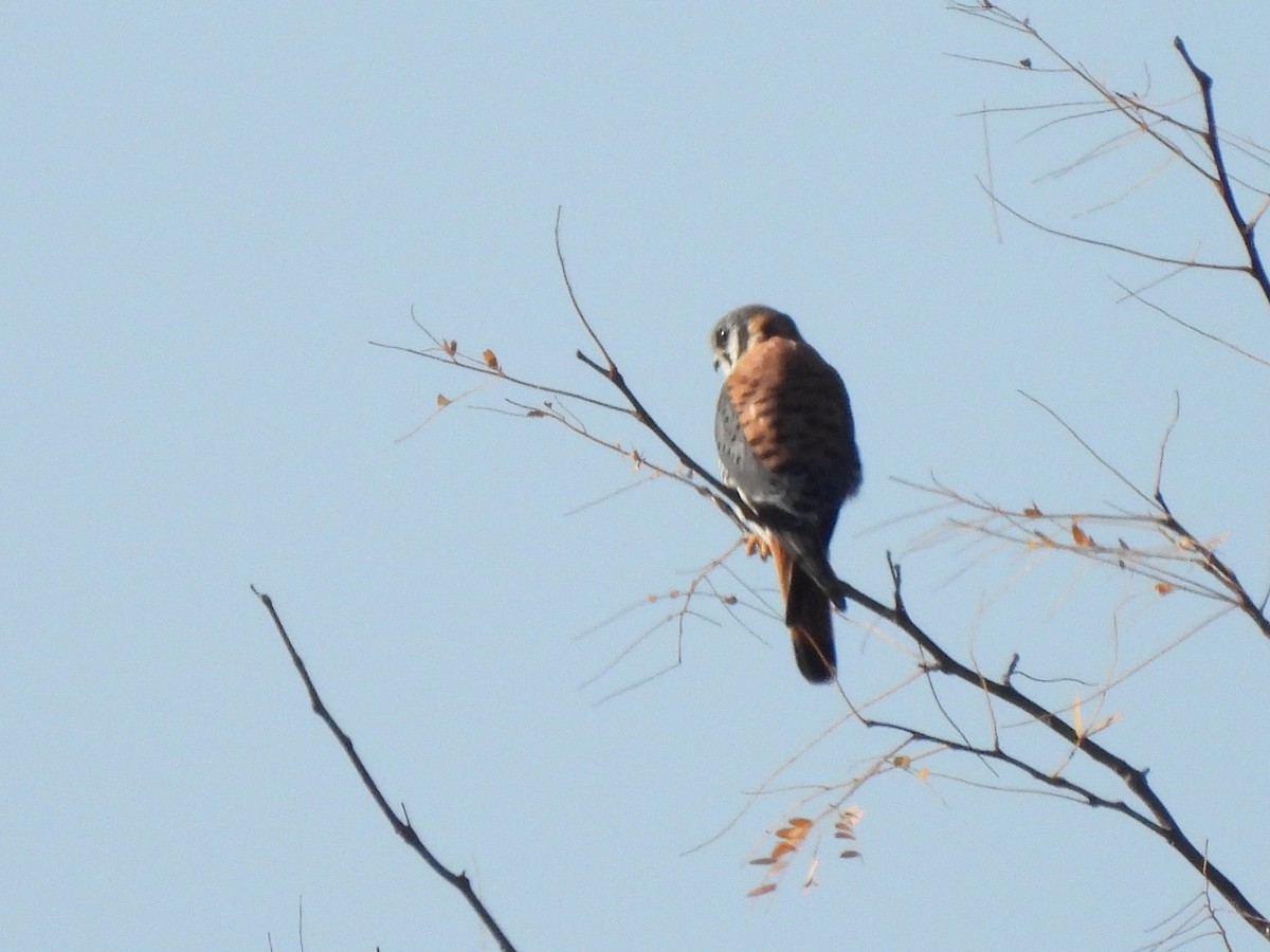 American Kestrel - ML645417776