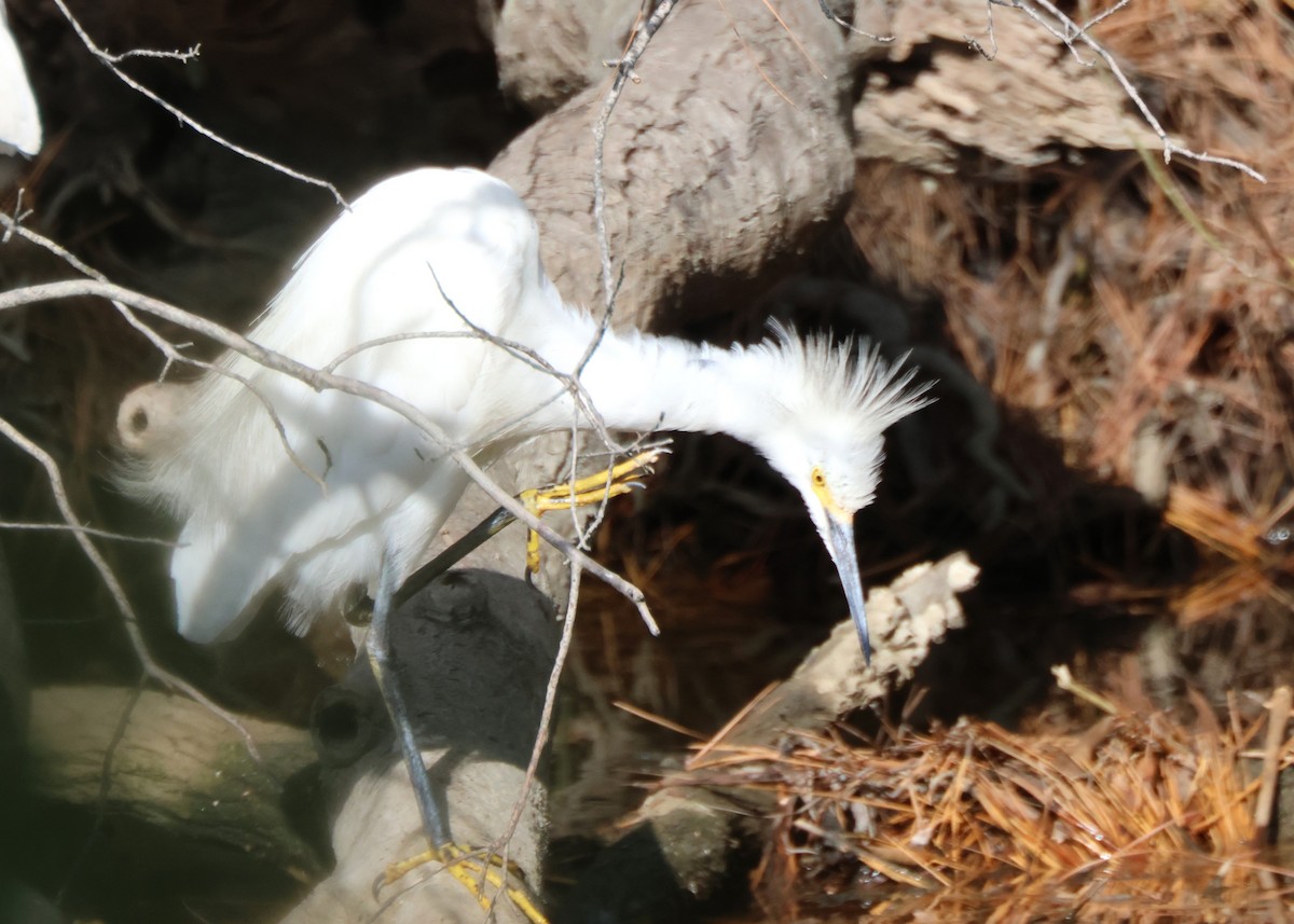 Snowy Egret - ML645417801