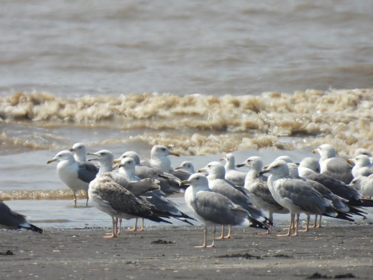 Zafferano - ML645417814