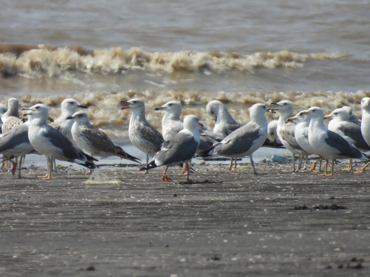 Zafferano - ML645417815