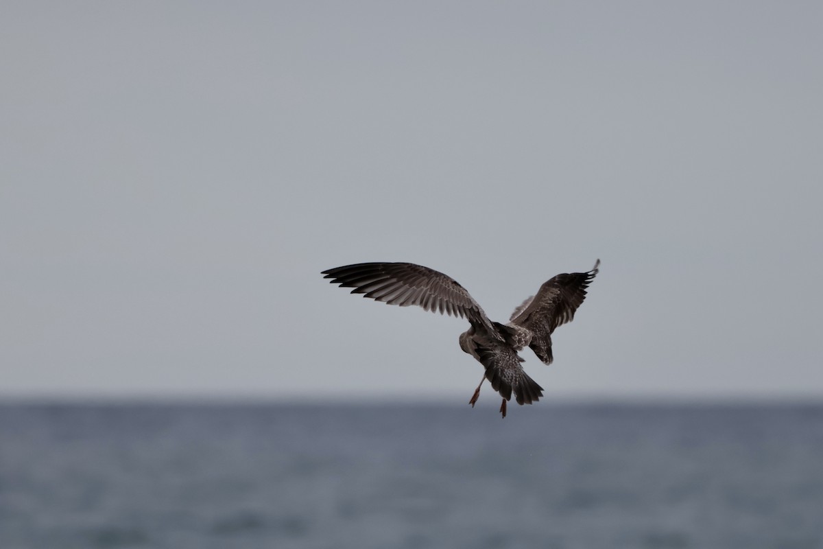 American Herring Gull - ML645417816