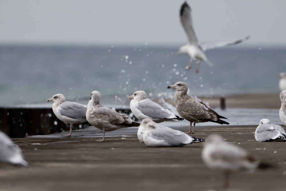American Herring Gull - ML645417818