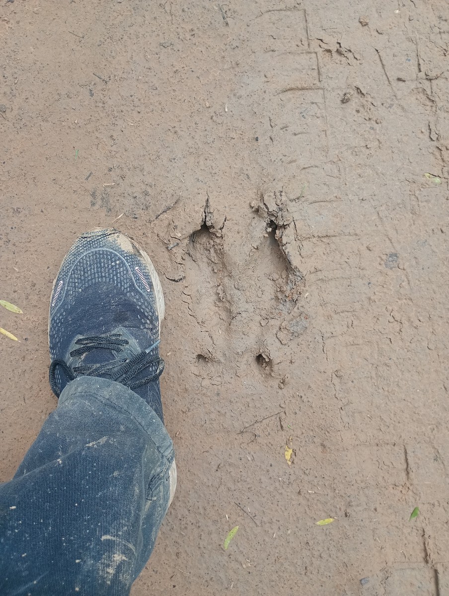 Boars and Warty Pigs - ML645417823