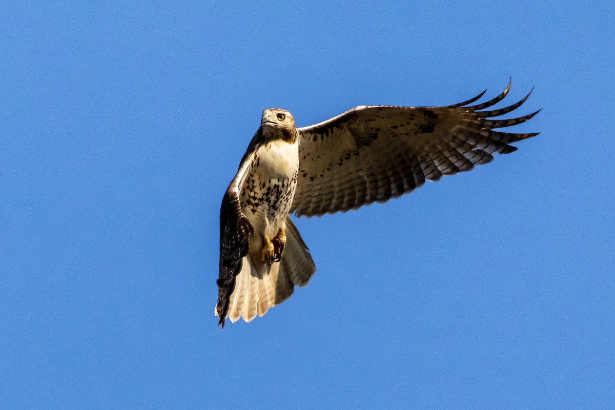 Red-tailed Hawk - ML645417827