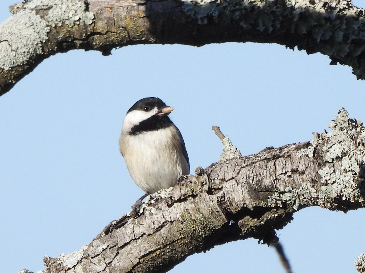 Carolina Chickadee - ML645417845
