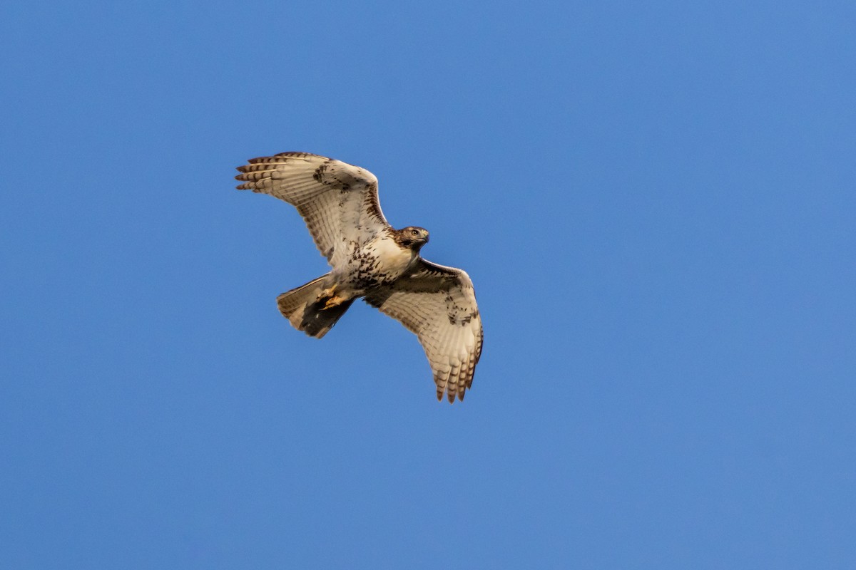 Red-tailed Hawk - ML645417849