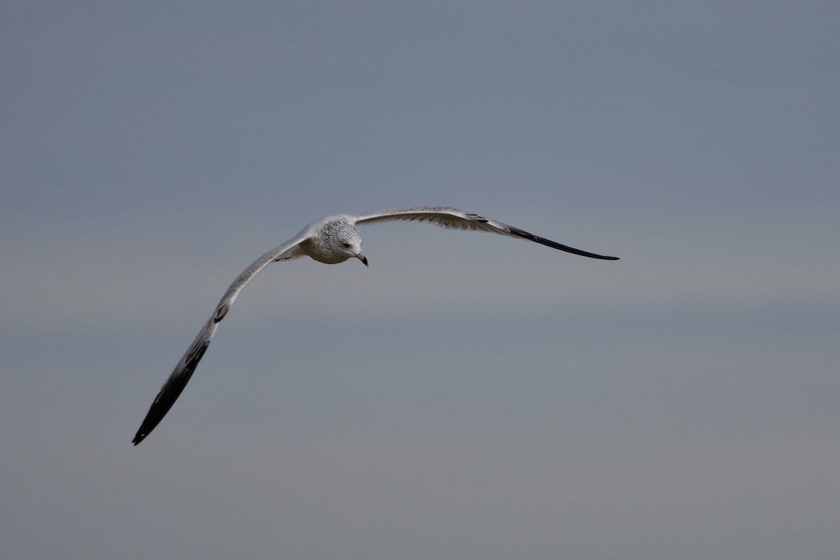 Ring-billed Gull - ML645417855
