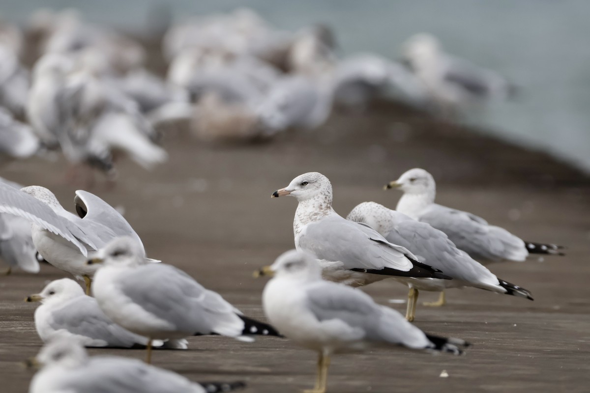 Ring-billed Gull - ML645417856
