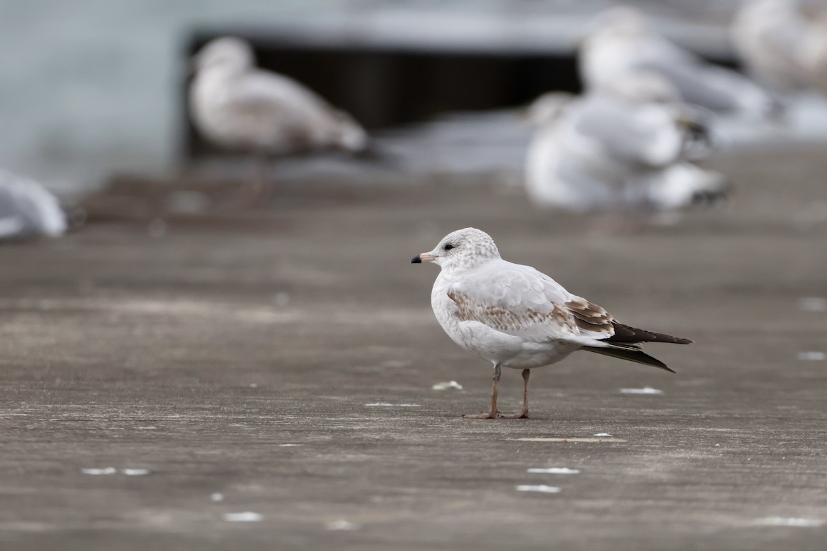 Ring-billed Gull - ML645417857