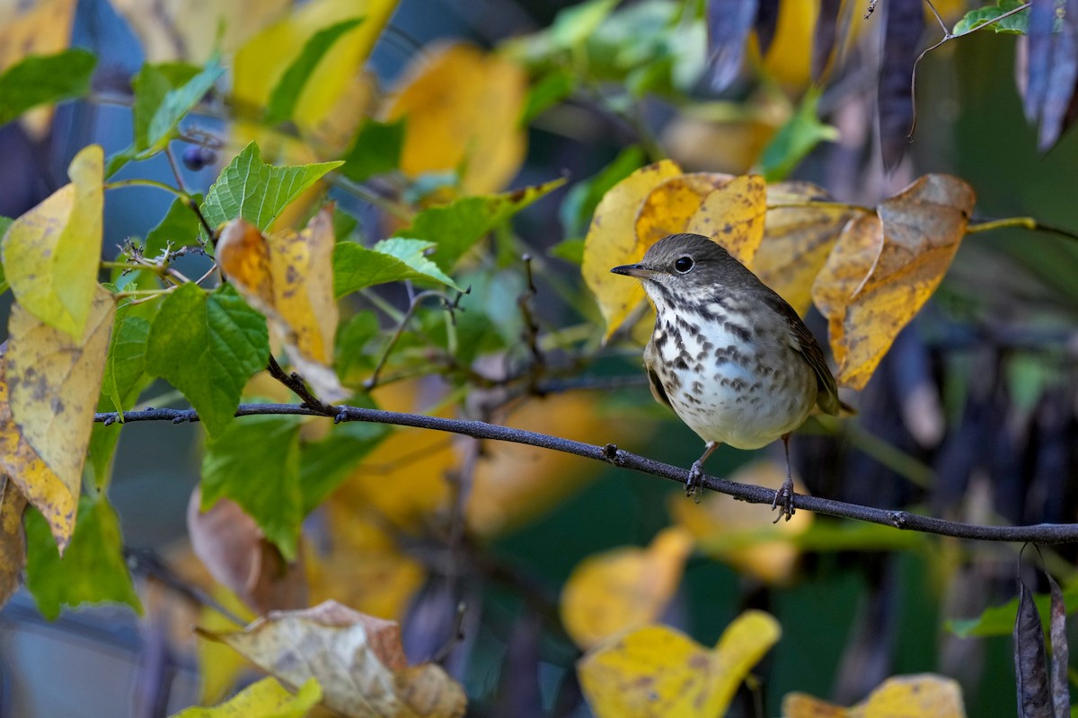 Дрізд-короткодзьоб плямистоволий - ML645417858